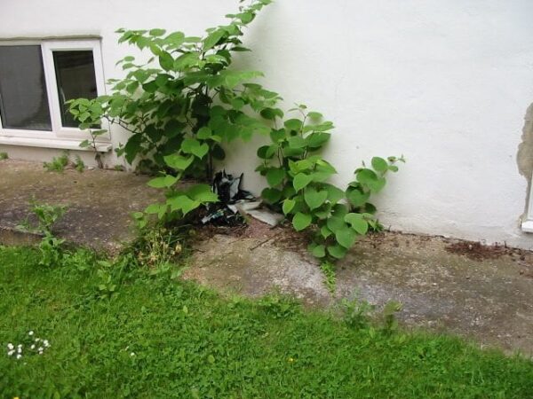 Cost of Japanese Knotweed Removal